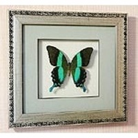 Бабочка картина панно Парусник Блюмей 23c