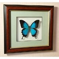 Картина-панно Бабочка Парусник Улисс или синий парусник ума и дальновидности 38 д